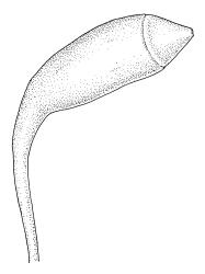 Goniobryum subbasilare, capsule with operculum. Drawn from W. Martin 245.13, CHR 608307, and G.O.K. Sainsbury 3223, CHR 483597.
 Image: R.C. Wagstaff © Landcare Research 2016 